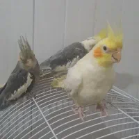 جوجه عروس