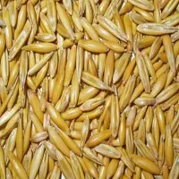 خوراک دام پیرگزی