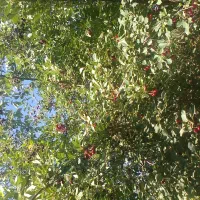 باغ-کشاورزی
