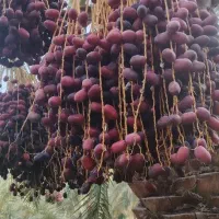 کارگر برای خرماتکونی میخام