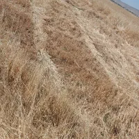 کاه جو در کوهدشت