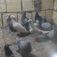 کفتر آلمانی جفتگاه