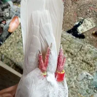 کبوتر الماسی دمسفید