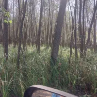 خرید و فروش چوبهای جنگلی و صنوبر