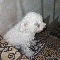 سگ شیتزو تریر