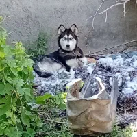 هاسگی چشم یخی