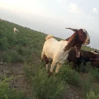 بز پاکستانی اصیل ۳قولوزا آبستن بشرط