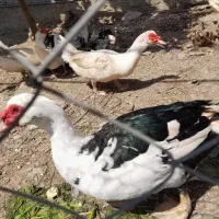 اردک نر بالغ