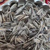 بذر آفتاب گردان