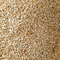 گندم|گل و گیاه طبیعی|چمران, |دیوار