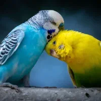تکثیر پرنده خانگی زینتی و دستی