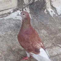 باسلام معاوضه یا فروش