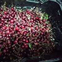 آلبالو محلی