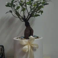 گل بنسای