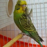 مرغ عشق پروانه ای دوگل نر  معاوضه با ماده