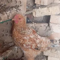 جوجه مرغ تشنک|حیوانات مزرعه|جوادآباد, |دیوار