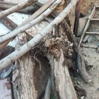 چوب تنه گردو و آلبالو