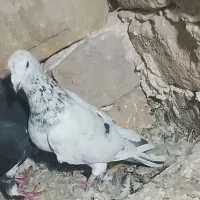 سار  واسه جوجه کشی