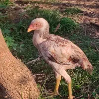 جوجه لاری