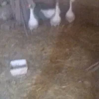 قاز