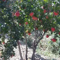 باغ سه ساله ۵کیلومتری ساوه.روستای دالستان