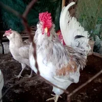 خروس گلین ریشی چهل تاج وسفید