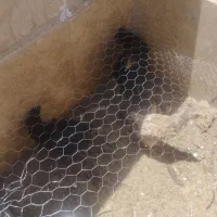 مرغ