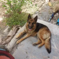 سگ ژرمن