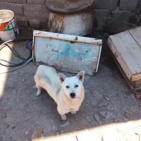 سگ چسی