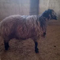 قوچ افشار
