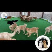 گلدن رتریور وارداتی با مدارک کامل