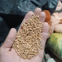 گندم|عمدهفروشی|میان جلگه, |دیوار