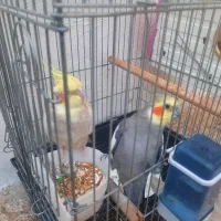 عروس هلندی