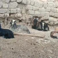 کهره