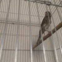 طلا