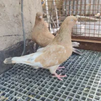 پرنده کله ای تاپ طلایی