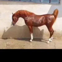 شخصی|اسب و تجهیزات اسبسواری|اهواز, اهواز|دیوار