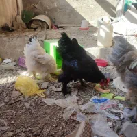 مرغ خروس برهما