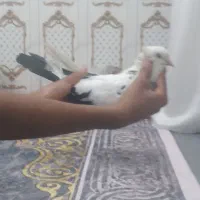 یک جفت دم سیاه نر و ماده دم قهوه ای شرط تخم و جوجه