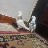 کبوتر