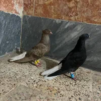 کبوتر دم سفید