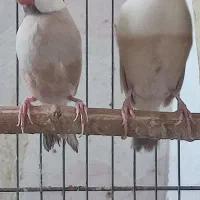 دو جفت فنج نرگسی شکلاتی