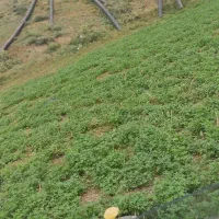 نیازمند چوپان