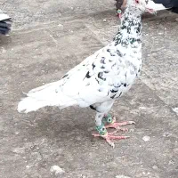 کفتر سار سرور پشت گراف