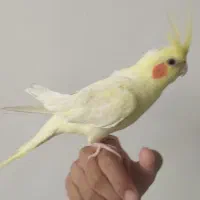 عروس هلندی نر دستی