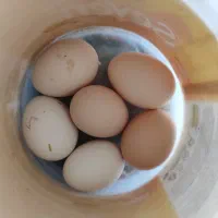 تخم مرغ