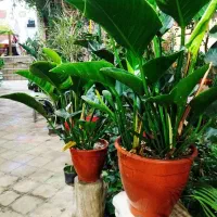 حراج جمع آوری گلخانه گلهای آپارتمانی