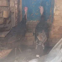 دو عدد بوقلمون ماده جوان دونه ایی 3500