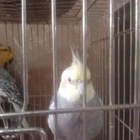 سه عدد عروس هلندی سخنگو