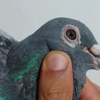 کبوتر